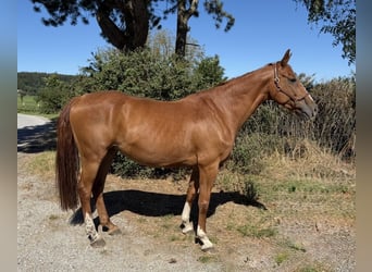 Plus de chevaux à sang chaud, Jument, 10 Ans, 165 cm, Alezan