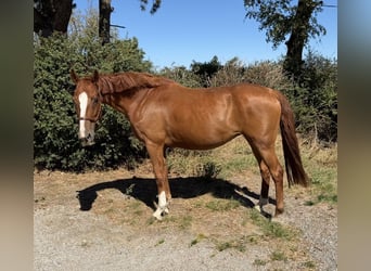 Plus de chevaux à sang chaud, Jument, 10 Ans, 165 cm, Alezan