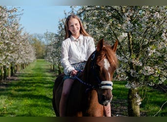 Plus de chevaux à sang chaud Croisé, Jument, 11 Ans, 144 cm, Alezan