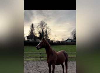 Plus de chevaux à sang chaud, Jument, 11 Ans, 159 cm, Alezan