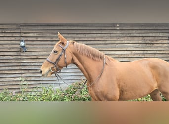 Plus de chevaux à sang chaud, Jument, 11 Ans, 161 cm, Alezan