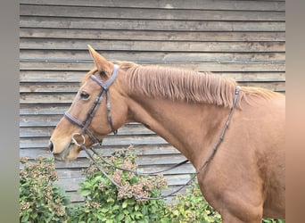 Plus de chevaux à sang chaud, Jument, 11 Ans, 161 cm, Alezan