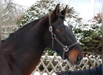 Plus de chevaux à sang chaud, Jument, 11 Ans, 163 cm, Bai