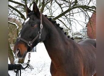 Plus de chevaux à sang chaud, Jument, 11 Ans, 163 cm