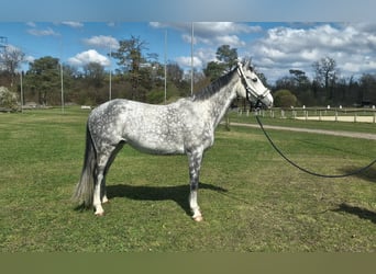 Plus de chevaux à sang chaud Croisé, Jument, 11 Ans, 165 cm, Gris