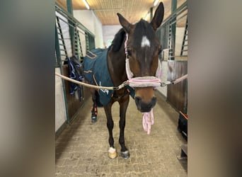 Plus de chevaux à sang chaud, Jument, 11 Ans, 167 cm, Bai