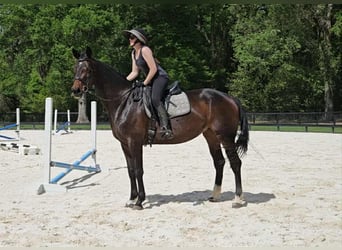 Plus de chevaux à sang chaud, Jument, 11 Ans, 168 cm, Bai cerise