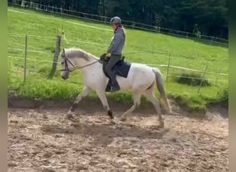 Plus de chevaux à sang chaud, Jument, 12 Ans, 153 cm, Gris