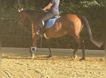 Plus de chevaux à sang chaud, Jument, 12 Ans, 162 cm, Bai