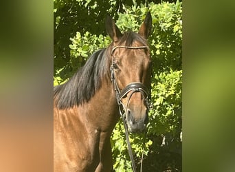 Plus de chevaux à sang chaud, Jument, 12 Ans, 162 cm, Bai