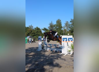 Plus de chevaux à sang chaud, Jument, 12 Ans, 165 cm, Bai