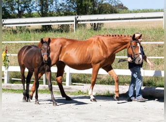 Plus de chevaux à sang chaud, Jument, 12 Ans, 169 cm, Alezan