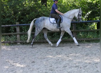 Plus de chevaux à sang chaud, Jument, 12 Ans
