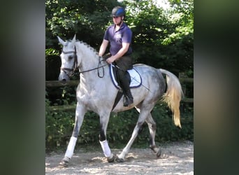 Plus de chevaux à sang chaud, Jument, 12 Ans, Gris pommelé