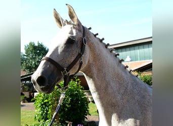 Plus de chevaux à sang chaud, Jument, 12 Ans, Gris pommelé