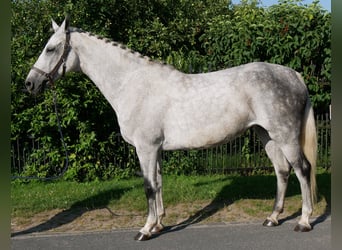 Plus de chevaux à sang chaud, Jument, 12 Ans, Gris pommelé