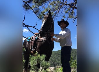 Plus de chevaux à sang chaud, Jument, 12 Ans, Noir