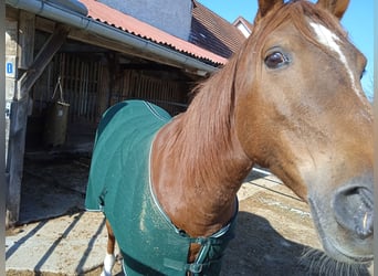 Plus de chevaux à sang chaud, Jument, 13 Ans, 155 cm, Alezan