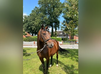 Plus de chevaux à sang chaud, Jument, 13 Ans, 165 cm, Bai