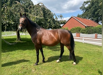 Plus de chevaux à sang chaud, Jument, 13 Ans, 165 cm, Bai