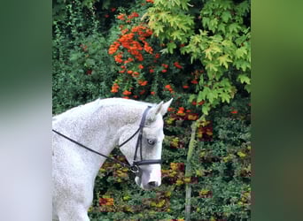Plus de chevaux à sang chaud, Jument, 13 Ans, 170 cm, Gris