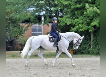 Plus de chevaux à sang chaud, Jument, 13 Ans, 170 cm, Gris