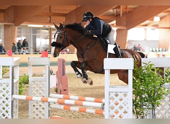 Plus de chevaux à sang chaud, Jument, 13 Ans, 173 cm, Bai