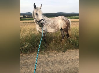 Plus de chevaux à sang chaud, Jument, 14 Ans, 155 cm, Gris pommelé