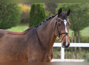Plus de chevaux à sang chaud, Jument, 14 Ans, 165 cm, Bai