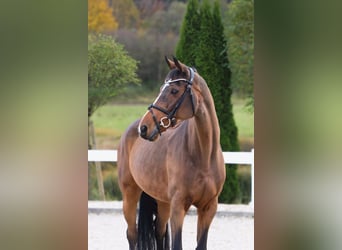Plus de chevaux à sang chaud, Jument, 14 Ans, 165 cm, Bai