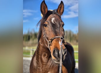 Plus de chevaux à sang chaud, Jument, 14 Ans, 165 cm, Bai