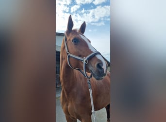 Plus de chevaux à sang chaud Croisé, Jument, 14 Ans, 170 cm, Alezan