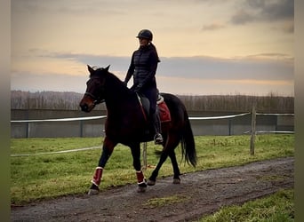 Plus de chevaux à sang chaud, Jument, 14 Ans, Bai brun