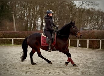 Plus de chevaux à sang chaud, Jument, 14 Ans, Bai brun