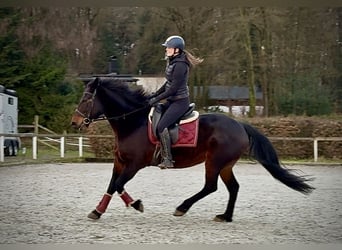 Plus de chevaux à sang chaud, Jument, 15 Ans, 155 cm, Bai brun