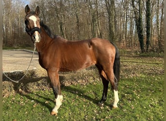 Plus de chevaux à sang chaud, Jument, 16 Ans, 166 cm, Bai