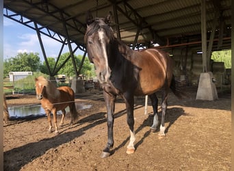 Plus de chevaux à sang chaud, Jument, 16 Ans, 170 cm, Bai brun