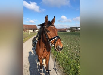 Plus de chevaux à sang chaud, Jument, 17 Ans, Bai