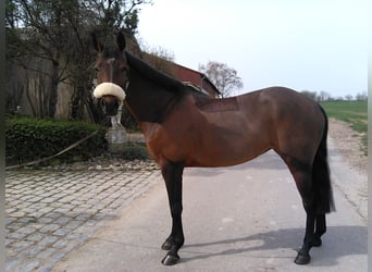 Plus de chevaux à sang chaud, Jument, 18 Ans, Bai brun