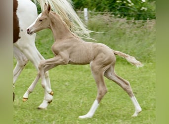 Plus de chevaux à sang chaud, Jument, 1 Année, 150 cm, Palomino