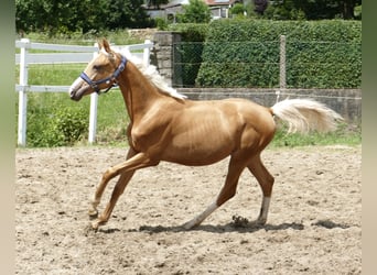 Plus de chevaux à sang chaud, Jument, 1 Année, 167 cm, Palomino