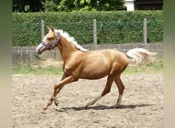 Plus de chevaux à sang chaud, Jument, 1 Année, 167 cm, Palomino