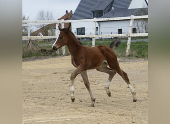 Plus de chevaux à sang chaud, Jument, 1 Année, 168 cm, Bai