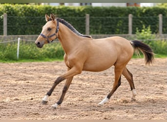 Plus de chevaux à sang chaud, Jument, 1 Année, 168 cm, Buckskin