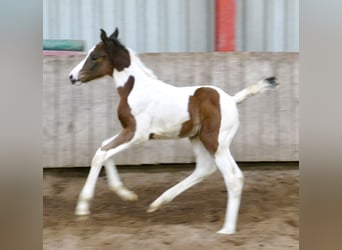 Plus de chevaux à sang chaud, Jument, 1 Année, 168 cm, Pinto