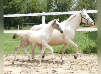 Plus de chevaux à sang chaud, Jument, 1 Année, 170 cm, Pinto