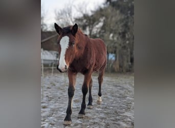 Plus de chevaux à sang chaud Croisé, Jument, 1 Année, Bai