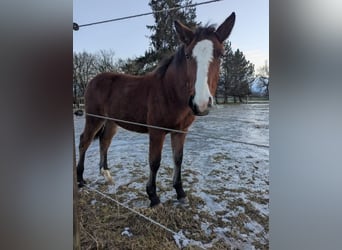 Plus de chevaux à sang chaud Croisé, Jument, 1 Année, Bai