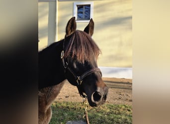 Plus de chevaux à sang chaud Croisé, Jument, 20 Ans, 146 cm, Bai brun foncé