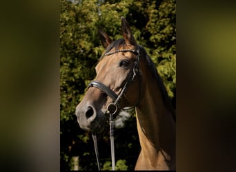 Plus de chevaux à sang chaud, Jument, 21 Ans, 171 cm, Bai